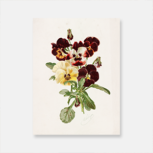 알로이스 런저 - 팬지 꽃